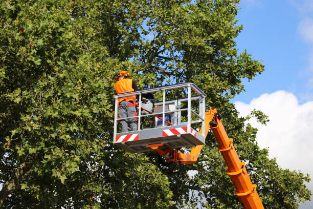 How Our Tree Care Process Works  in Bella Vista, CA